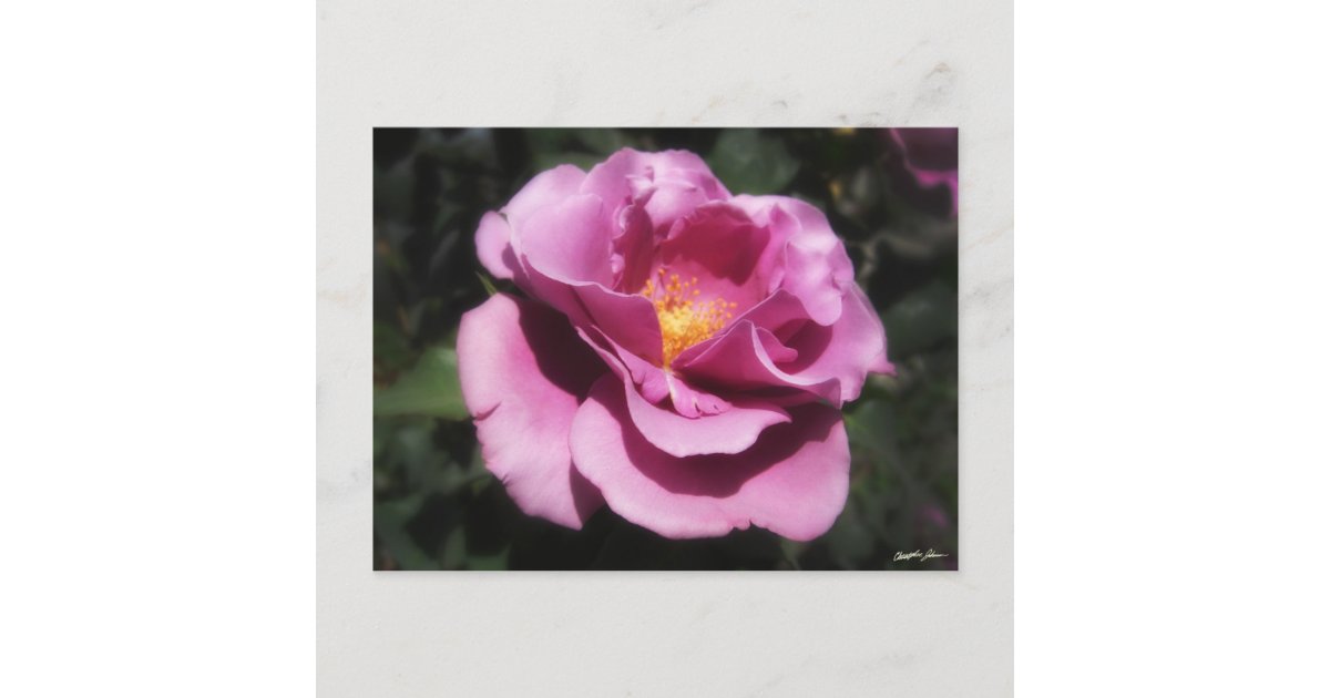 Rosas Moradas 3 Postcard | Zazzle