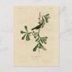 Roscoe's Yellow-throat, Audubon's Birds of America Postcard