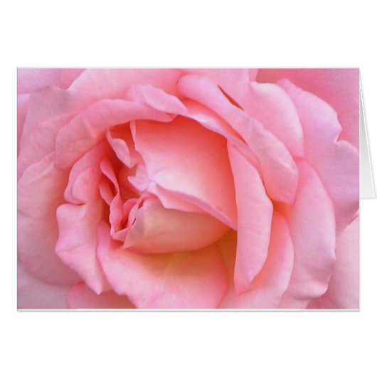 ROSE (Front Horizontal)