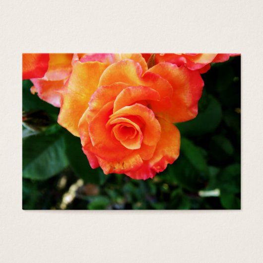 rose (Front)