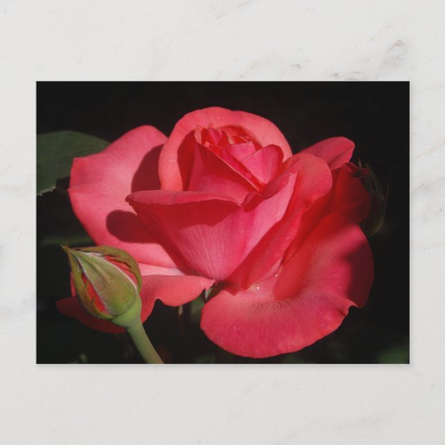 Rose5 Postcard (Front)