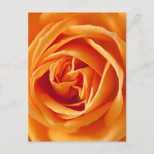 rose_186452 rose  rosacae flower summer orange postcard
