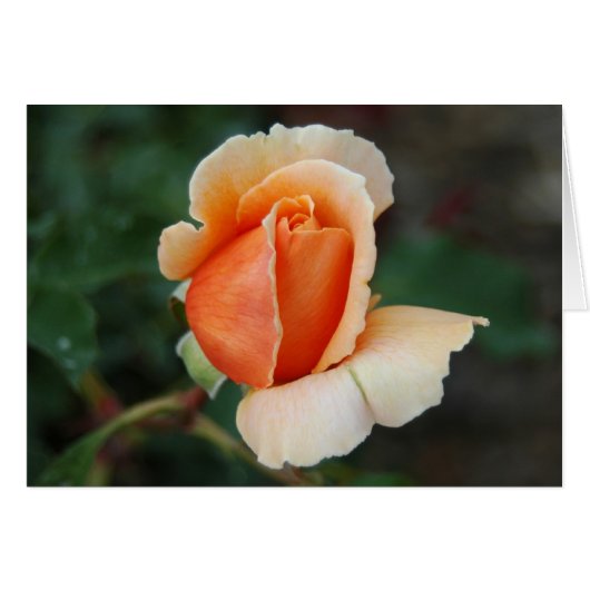 Rose 6 cards (Front Horizontal)