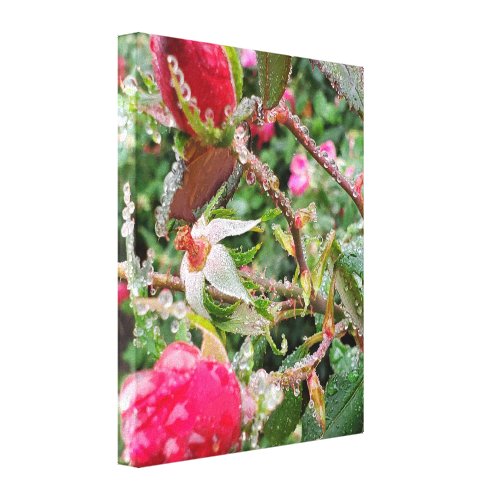 Rose after the Rain Canvas Print