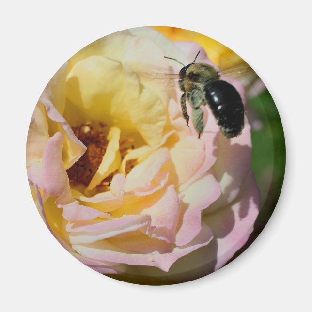 Rose And Bumble Bee Flower Photography  Magnet (Front)