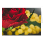 Rose and mimosas (Front Horizontal)