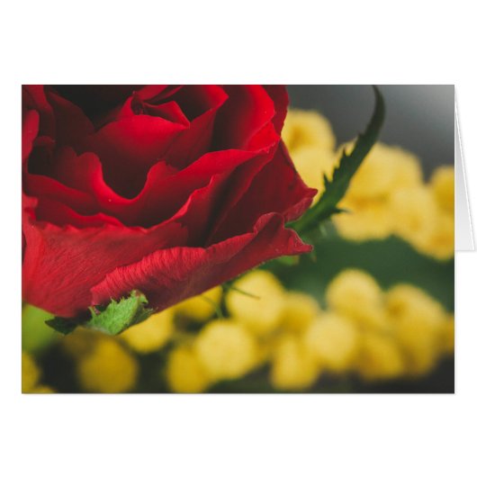 Rose and mimosas cards (Front Horizontal)