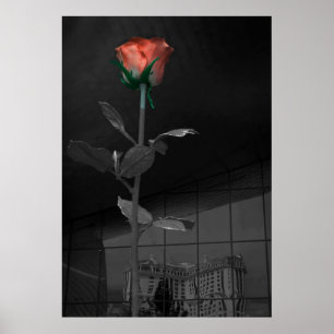 Rose and Reflection, Las Vegas Poster