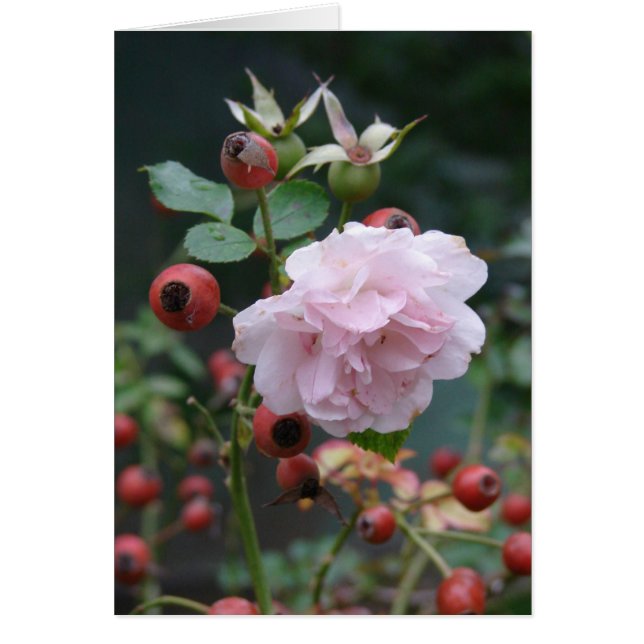 Rose and Rosehips Cards (Front)