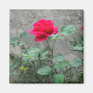 Rose and Stone Magnet