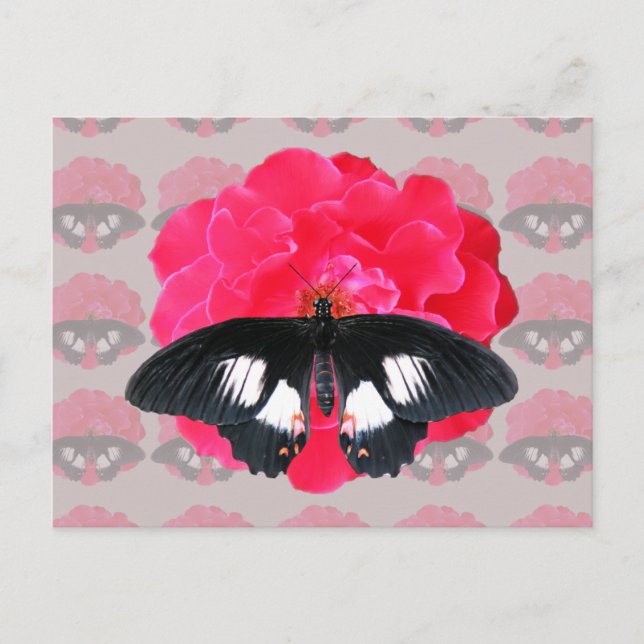 Rose and Swallowtail Postcard (Front)