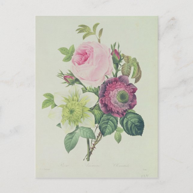 Rose, anemone and Clematide Postcard (Front)