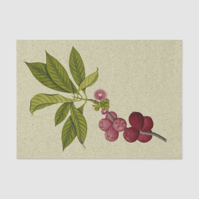 Rose Apple botanical print Tissue Paper (Front)