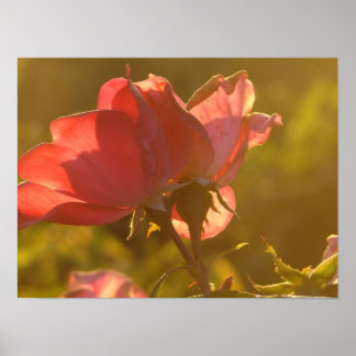 Rose at Sunset Poster