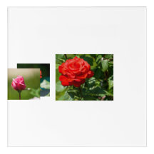 Rose Beauty