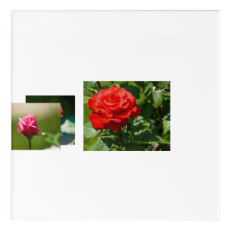 Rose Beauty Acrylic Print