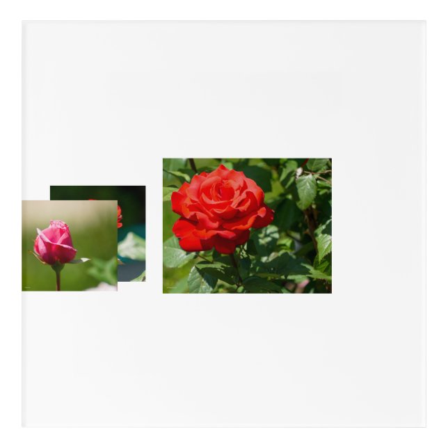 Rose Beauty Acrylic Print (Front)