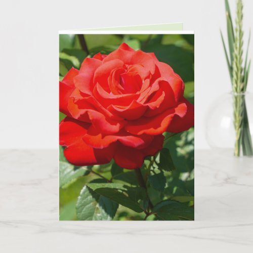 Rose Beauty Card