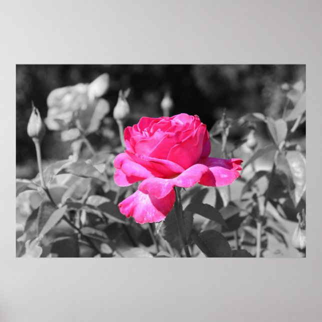 Rose Black & White Poster (Front)