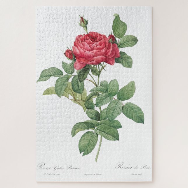 Rose Blooming Flower Vintage Old Illustration Jigsaw Puzzle (Vertical)