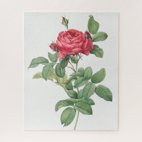 Rose Blooming Flower Vintage Old Illustration Jigsaw Puzzle