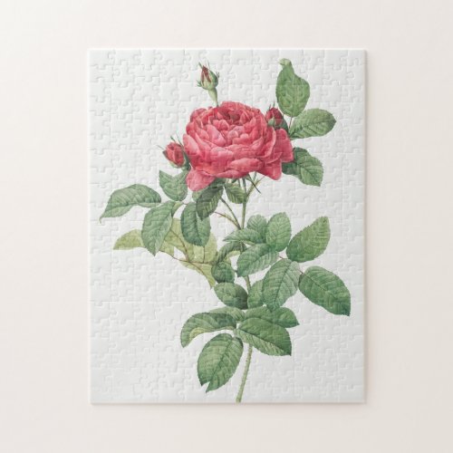 Rose Blooming Flower Vintage Old Illustration Jigsaw Puzzle