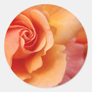 Rose Blossom / Apricot Peach / Close-Up Photo Classic Round Sticker