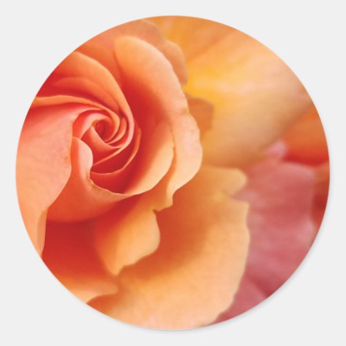 Rose Blossom  Apricot Peach  Close_Up Photo Classic Round Sticker