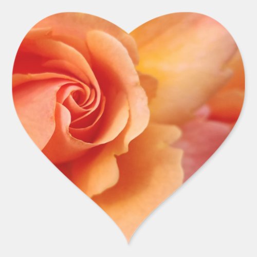 Rose Blossom  Apricot Peach  Close_Up Photo Heart Sticker