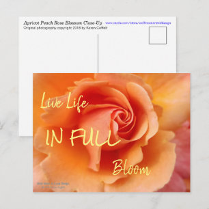 Rose Blossom / Apricot Peach / Close-Up Photo Postcard
