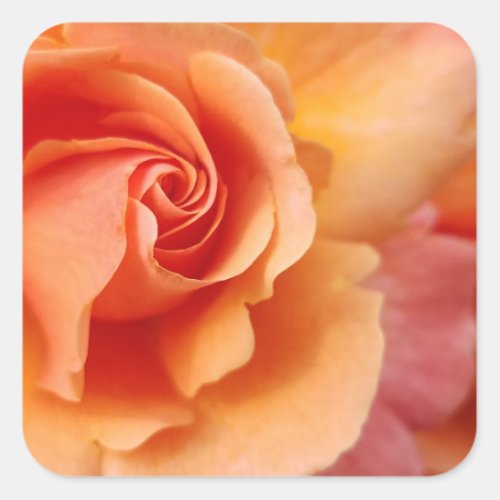 Rose Blossom  Apricot Peach  Close_Up Photo Square Sticker