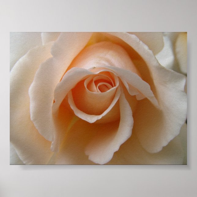 Rose Blossom Close Up Poster (Front)