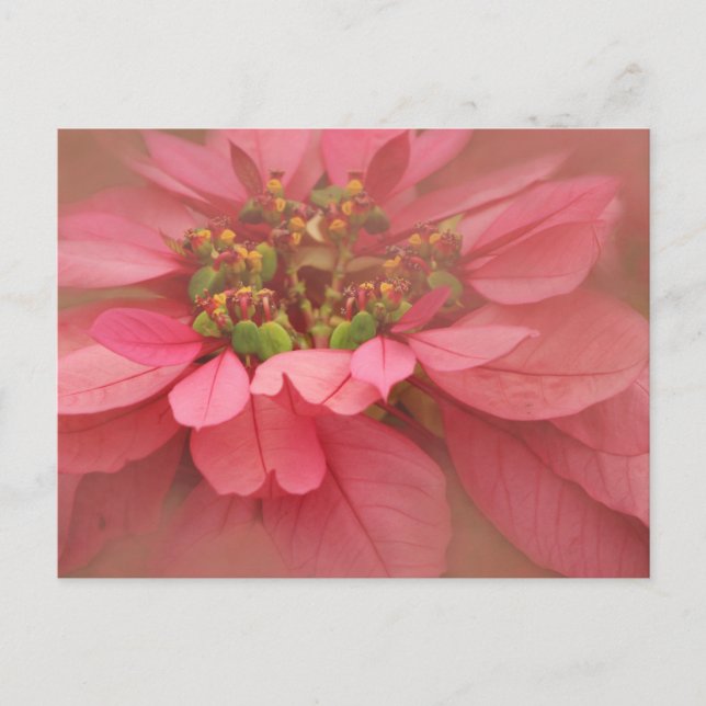 Rose Blush Poinsettias Digital Art Postcard (Front)