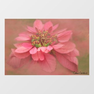 Rose Blush Poinsettias Digital Art