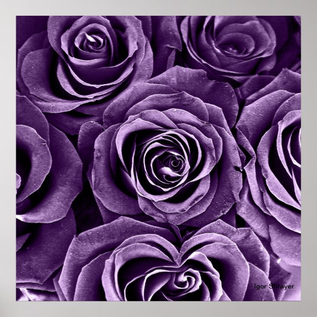 Rose Bouquet in Purple Poster (Front)
