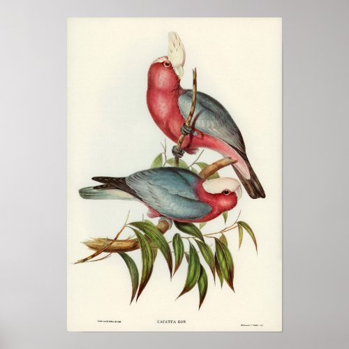 Rose_breasted Cockatoo by Elizabeth Gould Poster