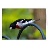 Rose-breasted Grosbeak (Front Horizontal)