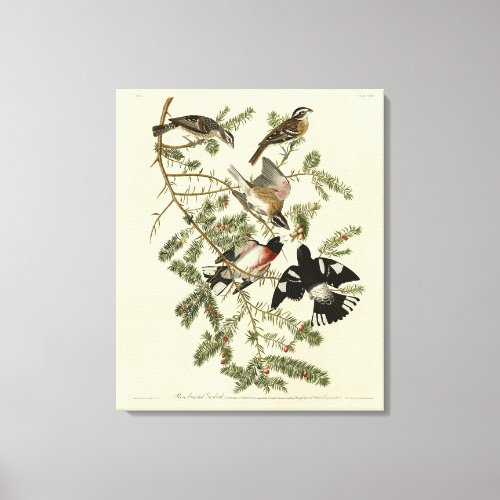 Rose_breasted Grosbeak Audubons Birds of America Canvas Print