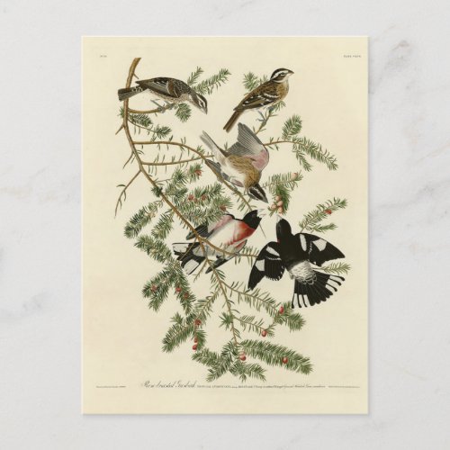 Rose_breasted Grosbeak Audubons Birds of America Postcard