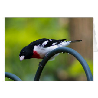 Rose-breasted Grosbeak Cards