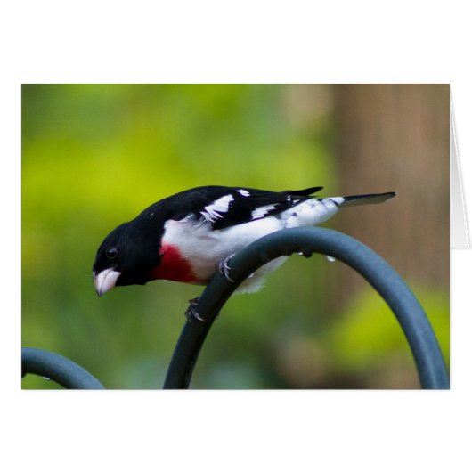 Rose-breasted Grosbeak Cards (Front Horizontal)