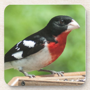 Rose-breasted Grosbeak Coaster