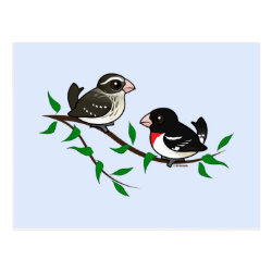 Rose-breasted Grosbeak Couple Postcard