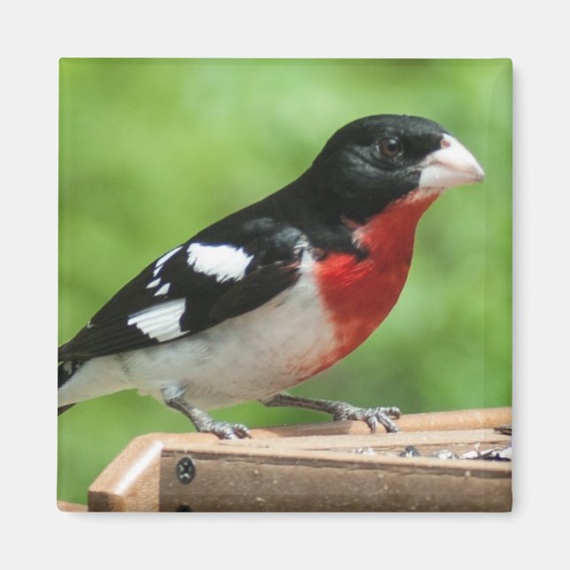 Rose-breasted Grosbeak Magnet (Front)