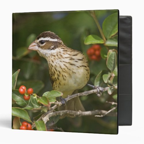 Rose_breasted Grosbeak Pheucticus 2 3 Ring Binder