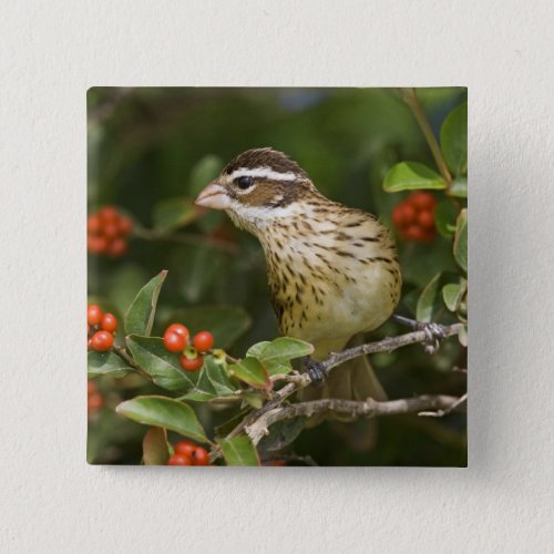 Rose_breasted Grosbeak Pheucticus 2 Button