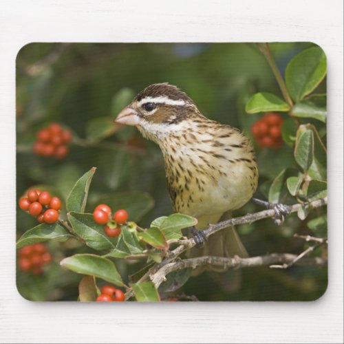 Rose_breasted Grosbeak Pheucticus 2 Mouse Pad