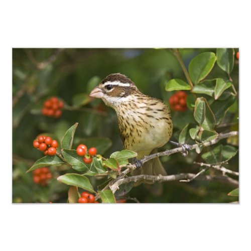 Rose_breasted Grosbeak Pheucticus 2 Photo Print