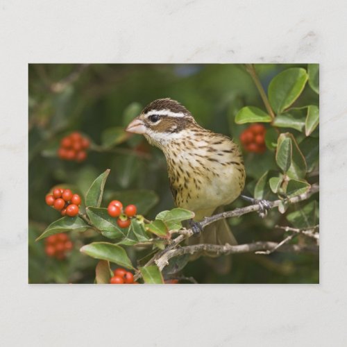 Rose_breasted Grosbeak Pheucticus 2 Postcard