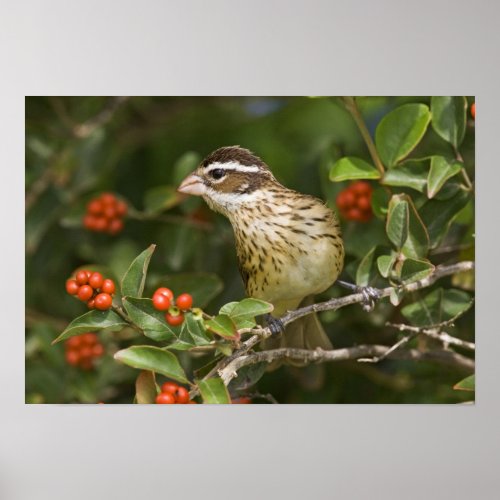 Rose_breasted Grosbeak Pheucticus 2 Poster